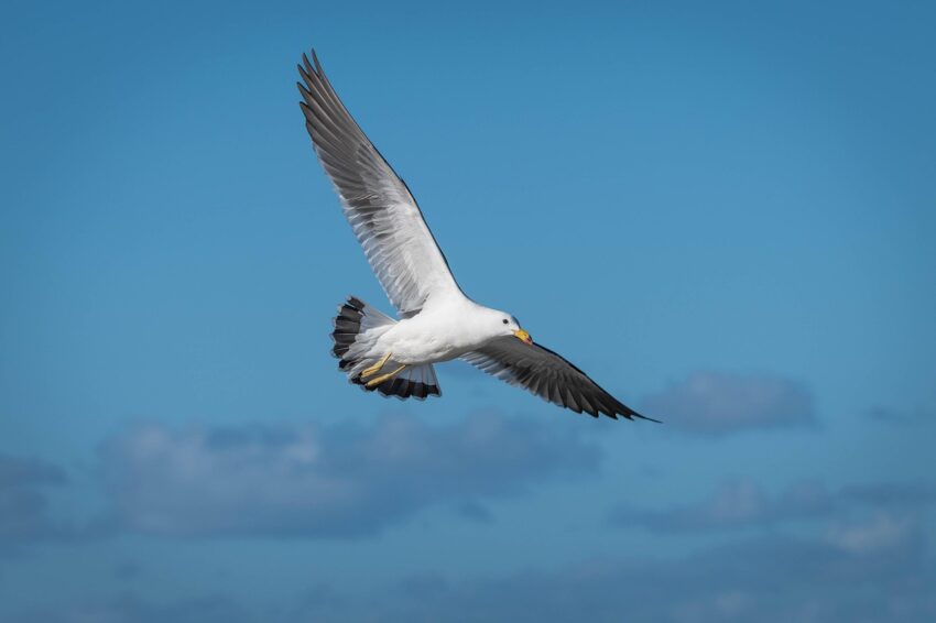 bird, ornithology, seagull, plumage, nature, flight, species, fauna, avian, animal, flying